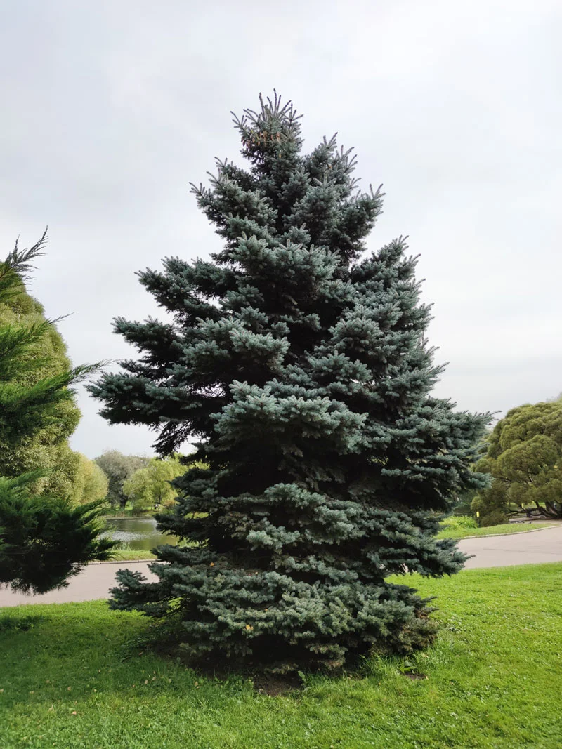 A large evergreen tree with dense, dark green foliage stands on a grassy area near a paved pathway. Other trees and a body of water are visible in the background under a cloudy sky.