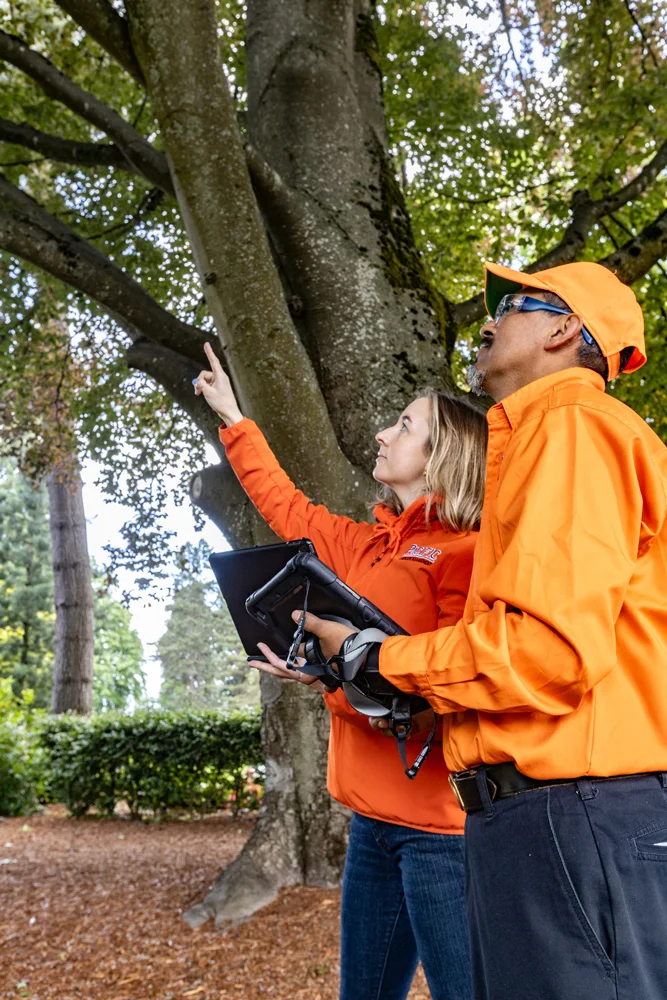 Arborists inspecting tree