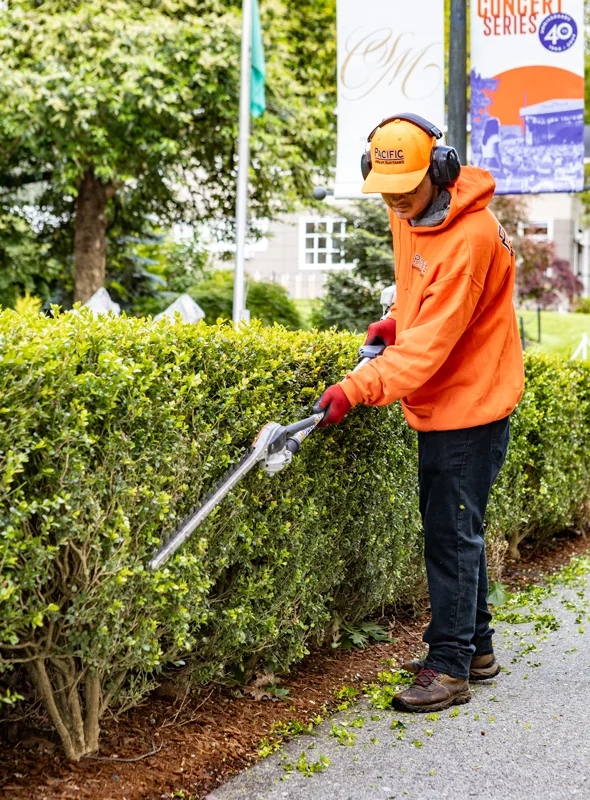 Trimming hedges outdoors