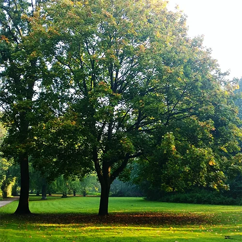 Trees in park