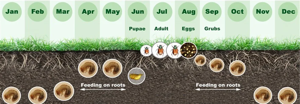 Lifecycle of a beetle from Jan to Dec: pupae (June), adult (July), eggs (Aug), grubs (Sept), feeding underground on roots throughout. Grass on top, soil below.