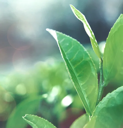 Green tea leaves