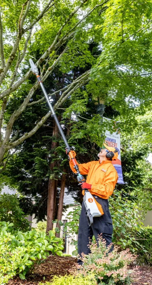A person wearing an orange shirt and protective gear uses a pole saw to trim tree branches in a lush, green garden. A banner for a summer concert is visible in the background.