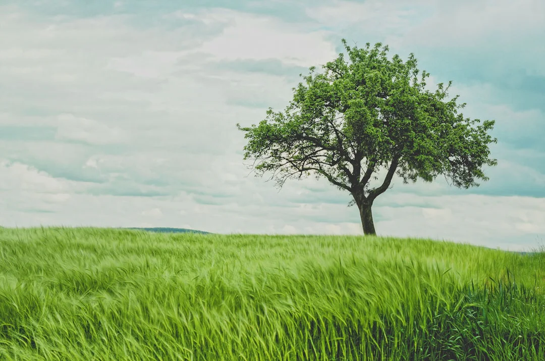 A lone tree stands in a lush, green field under a cloudy sky. The grass sways gently, creating a serene and peaceful landscape.